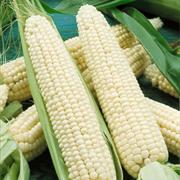 Silver Queen Corn