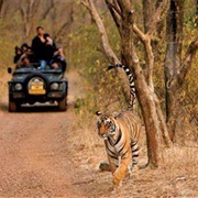 India Rathambore Tigers