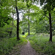 Wolves Wood