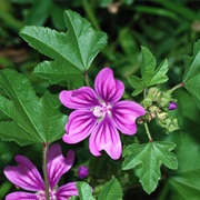 High Mallow (Malva Sylvestris)
