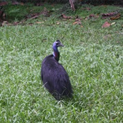 Dwarf Cassowary