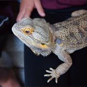 Short Lived and Forgotten TV Shows.