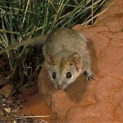 Alexandria False Antechinus