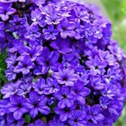 Heliotrope