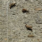 Goats of the Cingino Dam