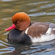 Red-Crested Pochard