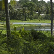 Buada Lagoon