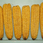 Dent Corn