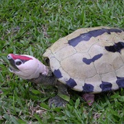 Painted Terrapin