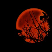 Blood Moon