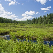 Chippewa National Forest