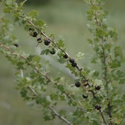 Trumpet Gooseberry (Ribes Leptanthum)