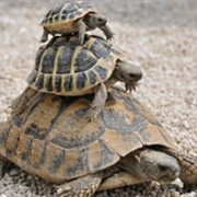 Tortoise Family