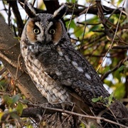 Long-Eared Owl