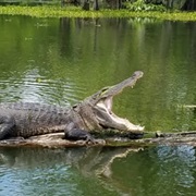 Cajun Swamp Tour, Breaux Bridge