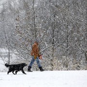 Going for Walk With the Dogs on Christmas Morning
