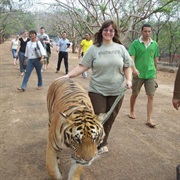 Walk an Adult Tiger