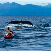 Kayak With Whales/Dolphins