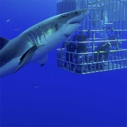 Cage Diving