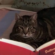 Lord Tubbington (Glee)