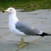 Black-Tailed Gull