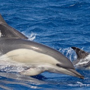 Short-Beaked Common Dolphin