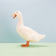 A Duck's Quack Doesn't Echo