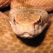 Mount Papai Viper