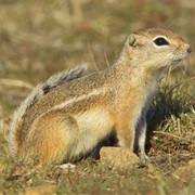 Nelson's Antelope Squirrel