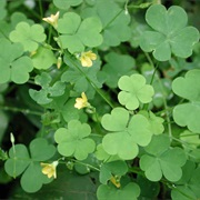 CREEPING WOODSORREL