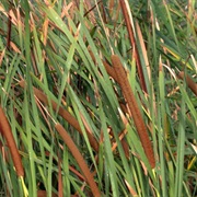 Typha Capensis