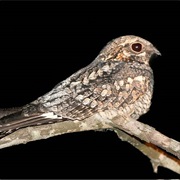 Gray Nightjar
