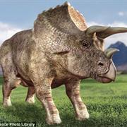 Triceratops