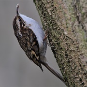 Eurasian Treecreeper