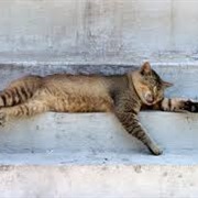 Cats Sleep for 70% of Their Lives