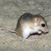 Balochistan Gerbil