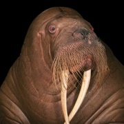 Pacific Walrus