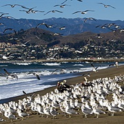 McGrath State Beach, California
