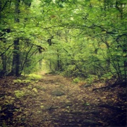 Lowell-Dracut-Tyngsboro State Forest, Massachusetts