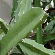 Sword-Pear (Acanthocereus Tetragonus)