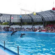 Odessa Dolphinarium, Ukraine
