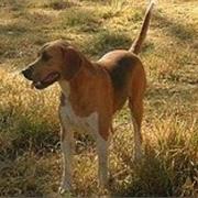English Foxhound