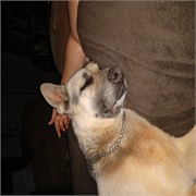 Love a Pet for Their Whole Life