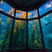 Monterey Bay Aquarium