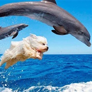 Swimming With Dolphins