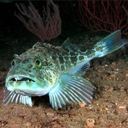 Lingcod (Aka: Ling, Greenlinger, Slinky Linky, Buffalo Cod, Cultus Cod)