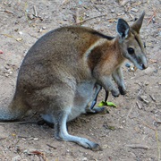 Bridled Nail-Tail Wallaby
