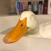 Duck Pet