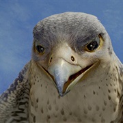 Falcon (Stuart Little)