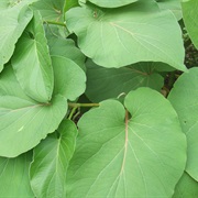 Hoja Santa (Piper Auritum)